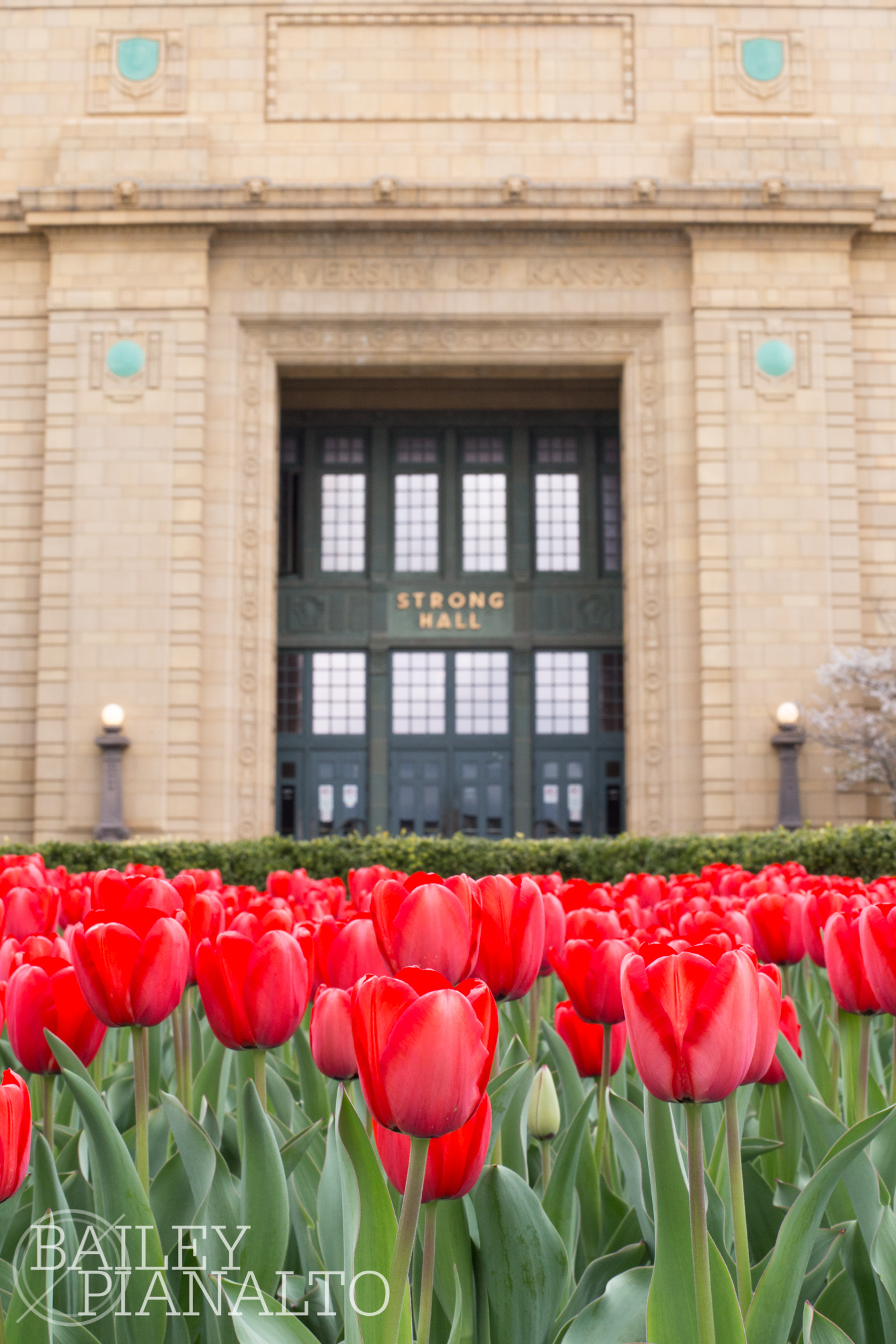 Sunday Snapshot: Lawrence in Bloom